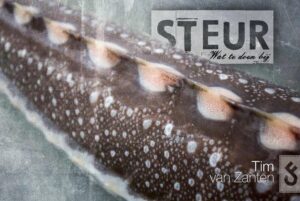 vissen-op-steur-carpfeeling1
