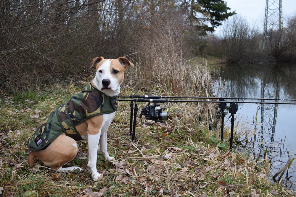 Cotswold aquarius deals dog coat