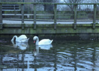 Stekkeuze op parkwateren