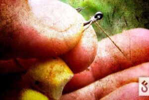 Knotless knot - CarpFeeling