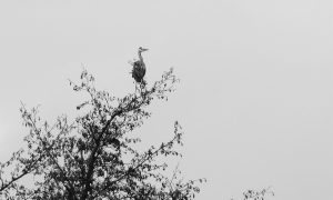 De reiger op het uiterste topje van de boom