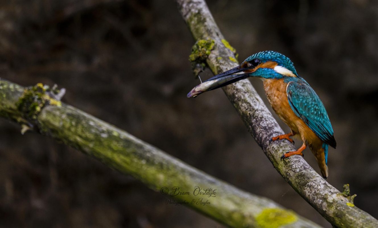 IJsvogels fotograferen is niet makkelijk, maar levert prachtige foto's op