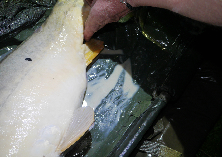 Bevestiging in de praktijk de vorm van ontlasting die je vis weer terug legt op de mat...