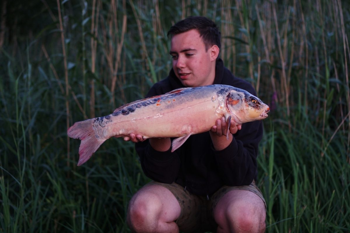 Een mooie koi van Nature Carp lake